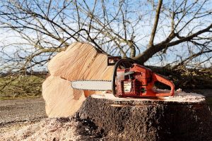 a chainsaw with a fallen tree next to it