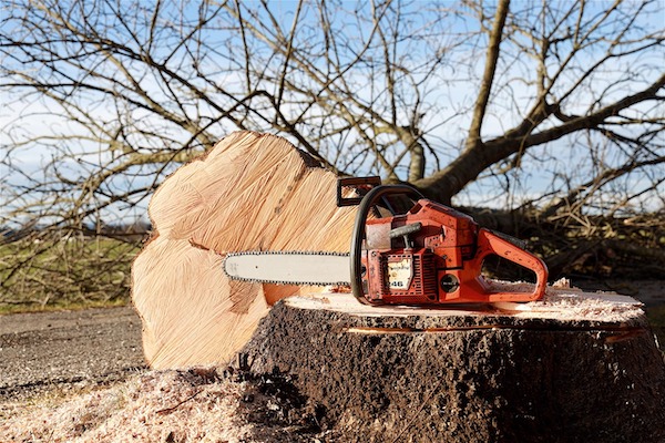 a chainsaw with a fallen tree next to it
